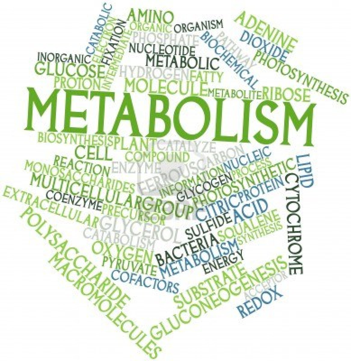 It's My Metabolism - HONEST!